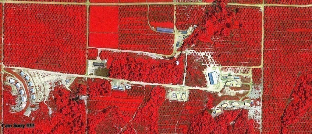 Jual Citra Satelit Resolusi Tinggi Perkebunan Palm Kelapa Sawit